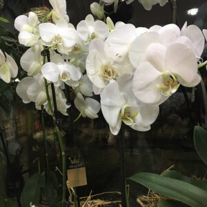 orchidėja falenopsis (balta 90cm)